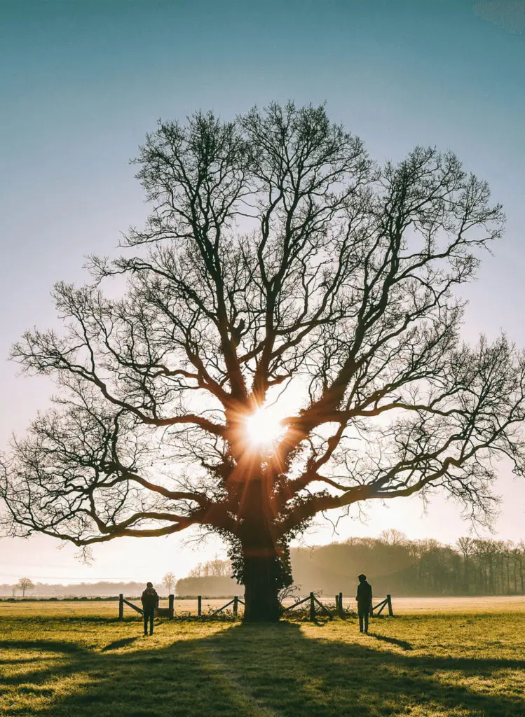 tree backlit in peaceful nature setting